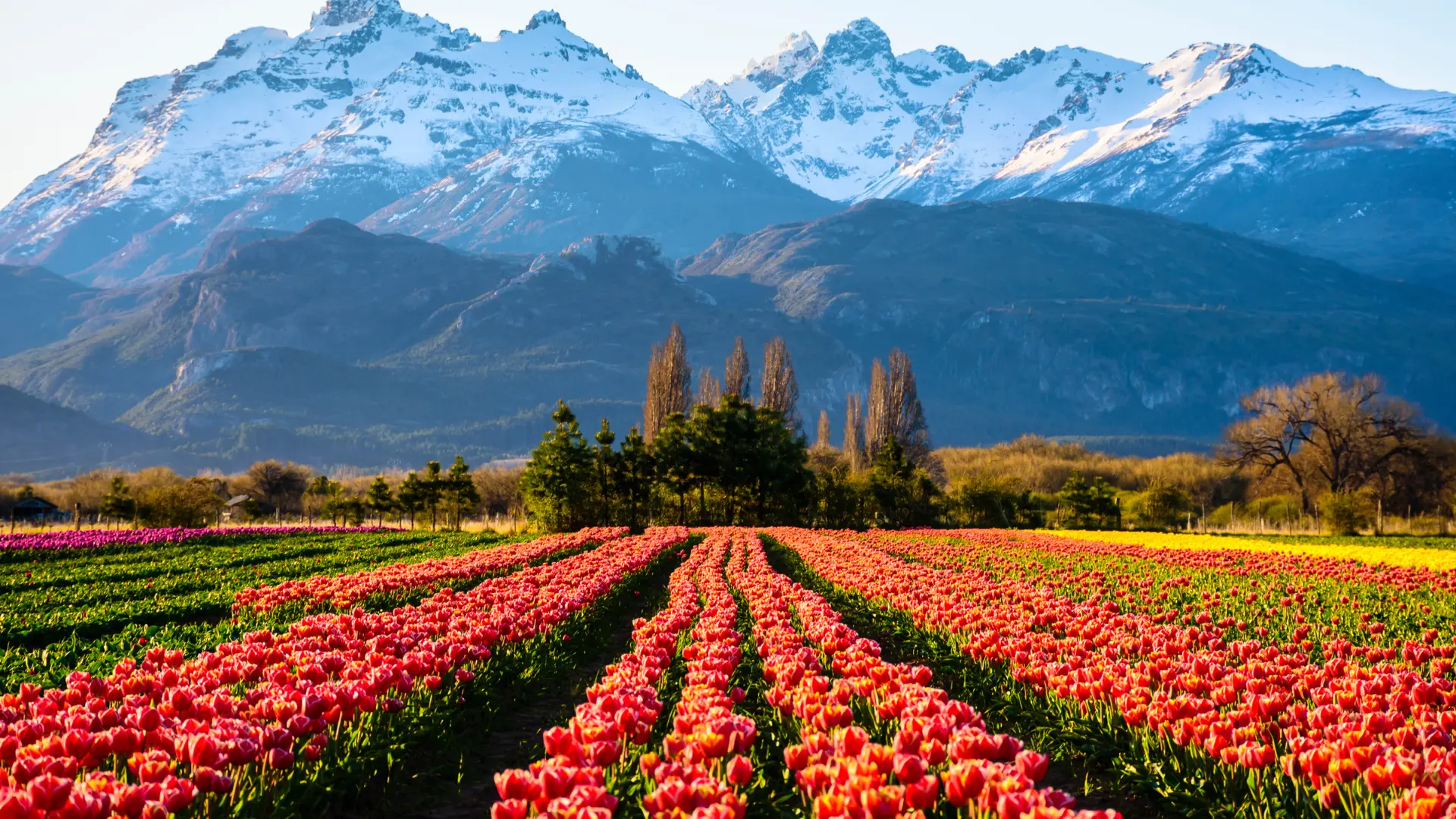 Tulipanes Patagonia